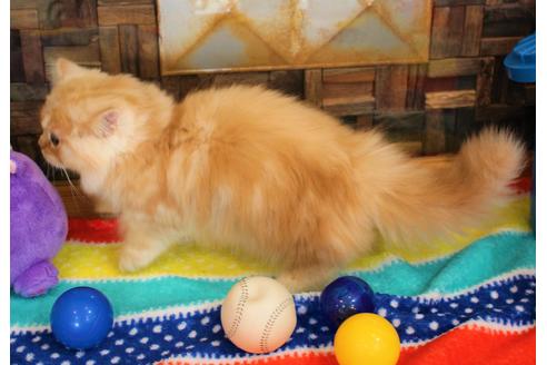 成約済の大阪府のマンチカン-5952の2枚目